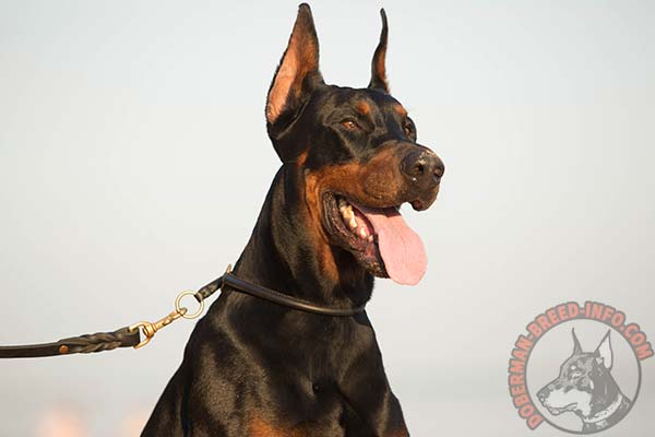Doberman leather leash of classic design with riveted hardware for perfect control