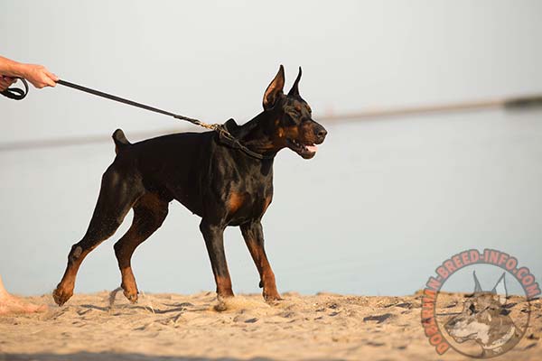 Doberman leather leash of classy design with riveted hardware for quality control