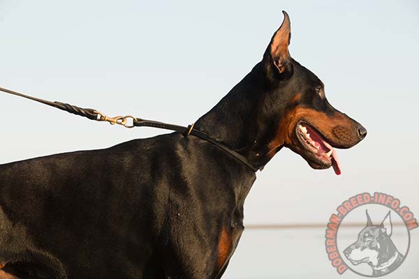 Doberman leather leash of genuine materials with riveted hardware for any activity