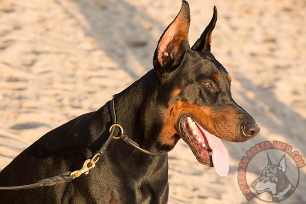 Doberman leather leash with be-in-contol handle with riveted hardware for better comfort