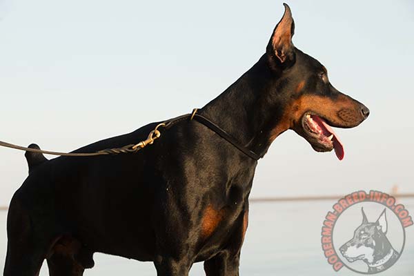 Doberman leather leash of high quality with riveted hardware for professional use