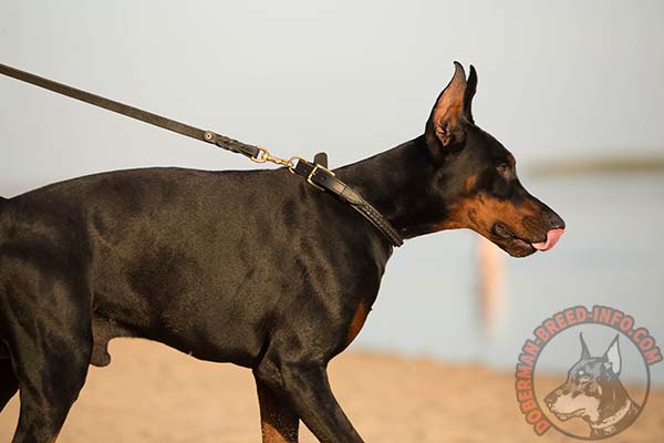 Doberman leather leash of braided design with riveted hardware for improved control