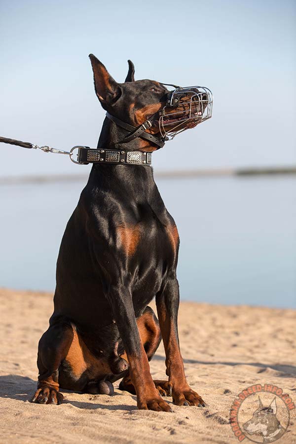 Doberman wire basket muzzle with nose padding with nickel plated fittings for quality control