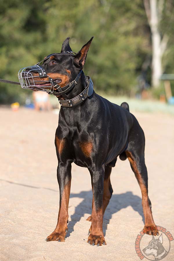 Doberman wire basket muzzle padded with felt with nickel plated fittings for improved control