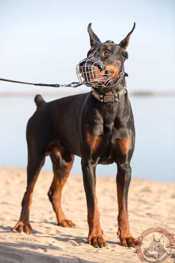 Doberman wire cage muzzle padded with felt with nickel plated fittings for perfect control