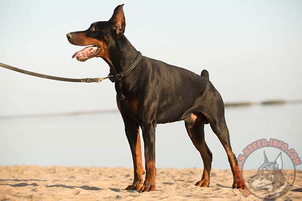 Doberman leather leash handmade with riveted hardware for basic training