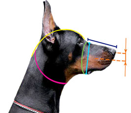 How to measure your Newfoundland's muzzle