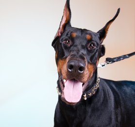 Doberman Breed Standard