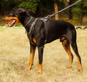 Doberman - a versatile working dog